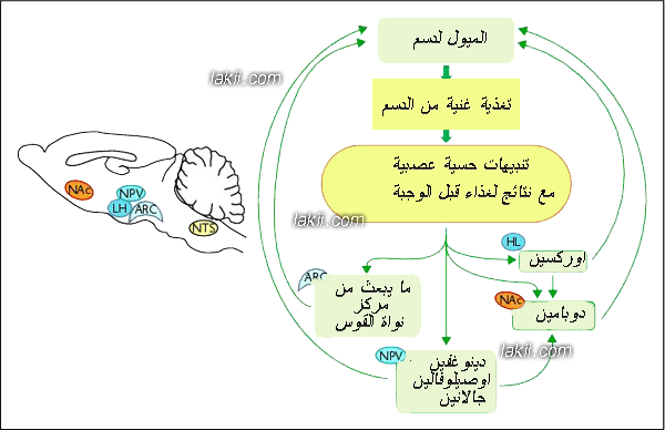 ☁Ξ دورة متميزةΞ☁~✿دورة سلوك تغذيتنا بين صحتنا و أطباقنا التراثية ||المحاضرة الثالثة✿~ Winter_2-23