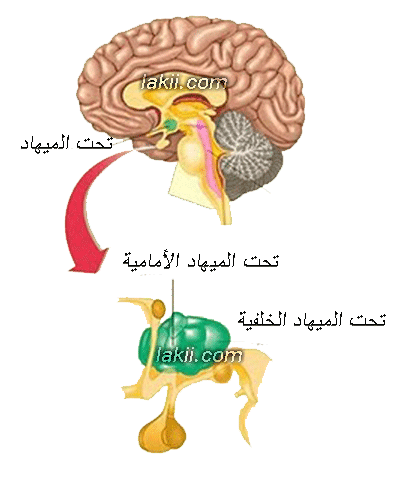 ☁Ξ دورة متميزةΞ☁~✿دورة سلوك تغذيتنا بين صحتنا و أطباقنا التراثية ||المحاضرة الرابعة✿~ Winter_2-27