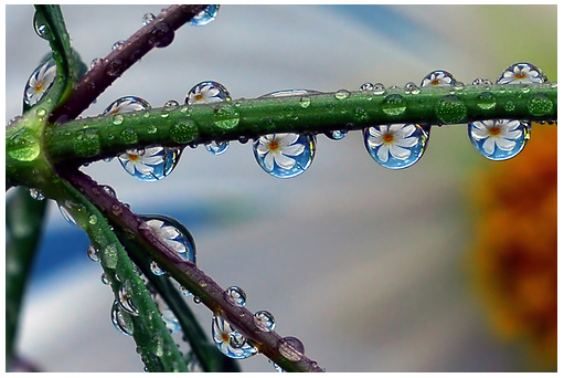 أنواع عدســــــــــــــــات كاميرات التصوير الفوتوغرافي  Summer_picture-11