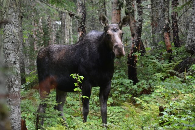 Trois fois plus d'orignaux femelles qu'en 2012 766726-automne-chasseurs-orignal-quebec-pouvaient