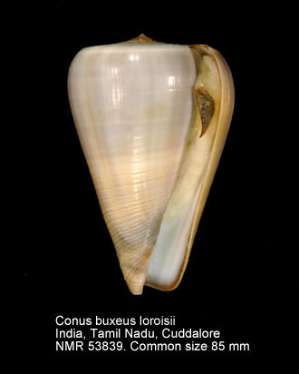 Conus (Dendroconus) loroisii  Kiener, 1845 voir Conus (Dendroconus) buxeus Röding, 1798 - Page 2 70904_conus-buxeus-loroisii