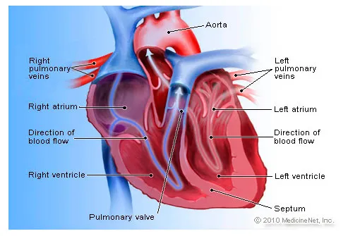 القلب Heart_disease_s1_heart