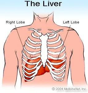 دول بعض صور الابدومن والبلفيس لسنه تانيه Liver