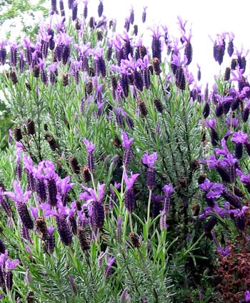 زهره اللا فندر Lavender-flower