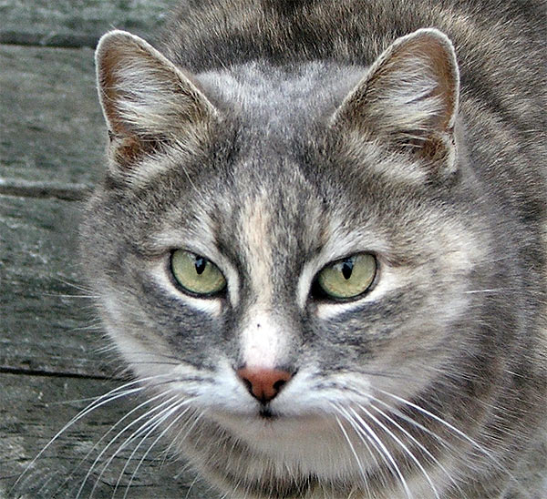 Charakter Cat-face-grey