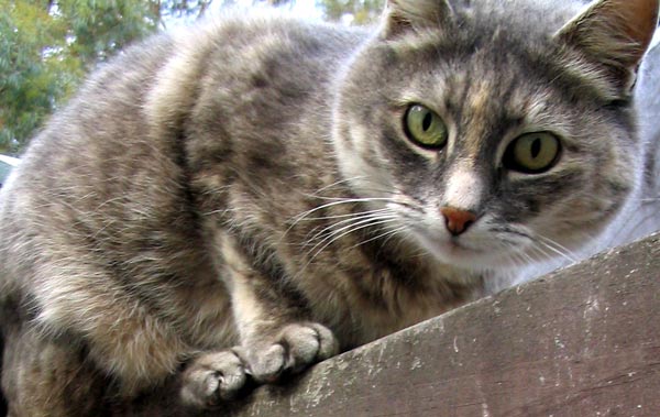 Charakter Cat-grey-wooden-pergola