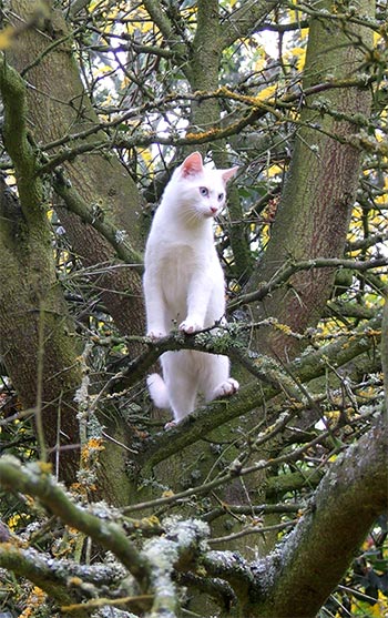 Antre du Chef Cat-white-tree