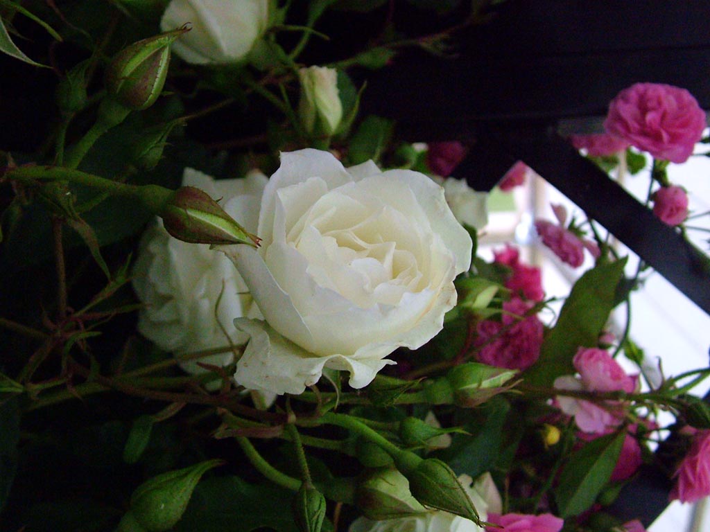 WHITE ROSES White-rose-iceberg