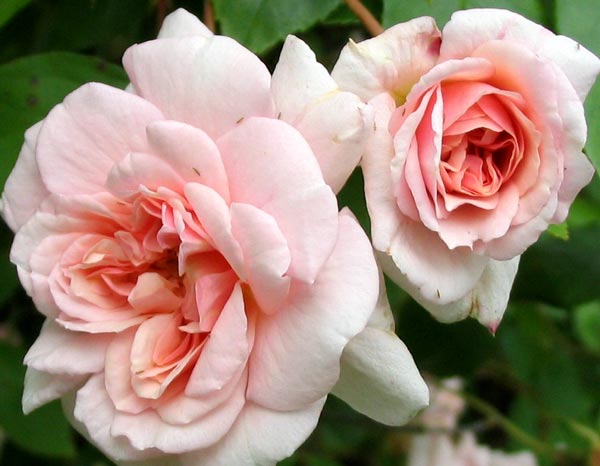 من ساجده الى فضيله     Cecil-brunner-flower-rose