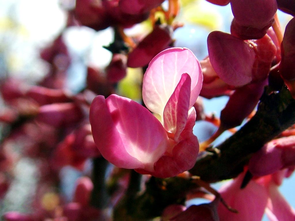 Bu çiçekler insanı büyülüyor Cercis-silicuastrum-flowers