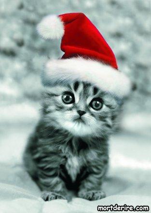 Chat alors! - Page 10 Chat-de-noel