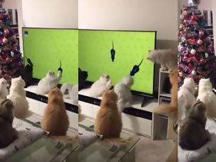  Οικογένεια από γάτες παρακολουθεί απορροφημένη ποντίκια μέσα από την τηλεόραση Oikogeneia-apo-gates-parakolouthei-aporrofimeni-pontikia-mesa-apo-tin-tileorasi-1-315x236