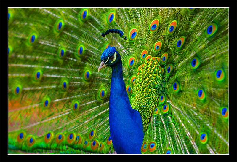 صور الطاووووس 8718Peacock_wrk1