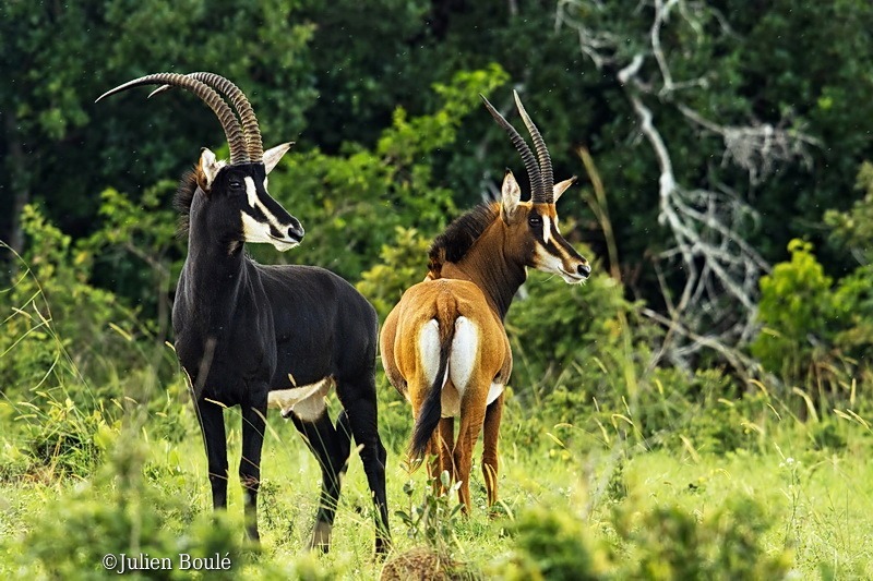 Animales - Naturaleza - Página 5 20298_7378285624f456080d7e1a