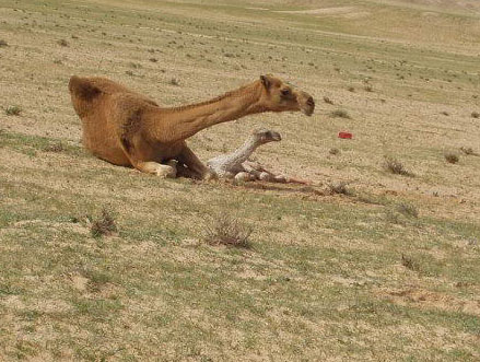 انظروا كيف تلد الناقة.....سبحان الله 39839