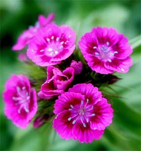 Cveće - Page 8 Dianthus-close-up