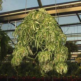 قائمة نباتات الزينة المنزلية (الغير ضارة )  Spider-plant-basket-809