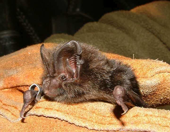 Identification, Chauve-souris Chiro