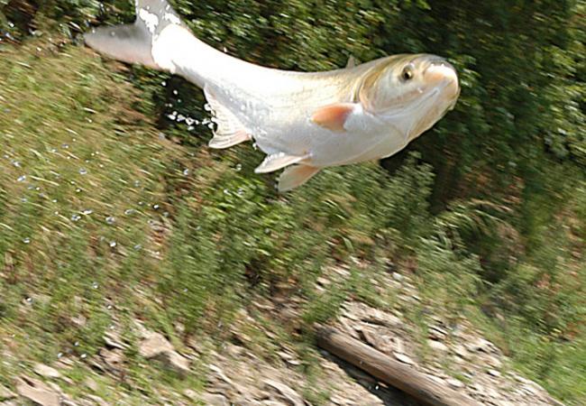 Scavenger Hunt! - Page 17 20091120_asiancarp1_33