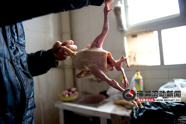 超市买来四腿鸡能不能吃？专家称食用没危害 1713573829