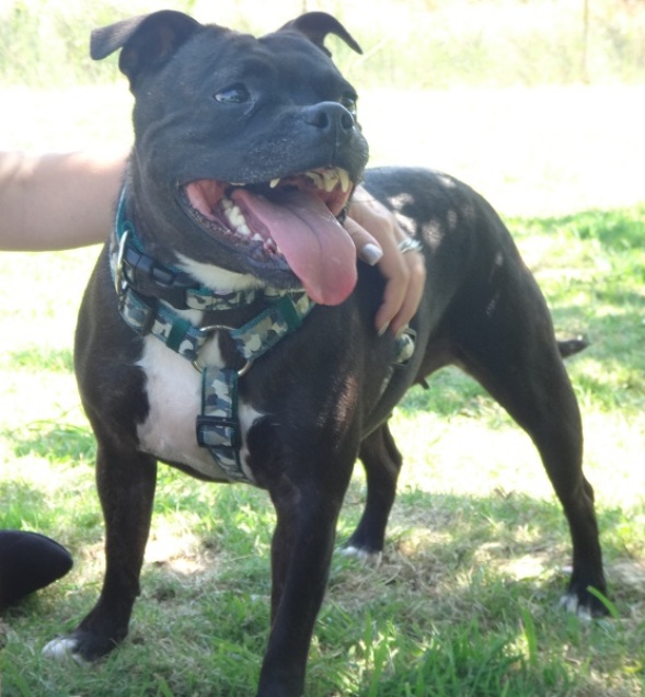 Sasha Staffie DOB 08 & Doodles DOB 01 HOMED Sashadoodles_6