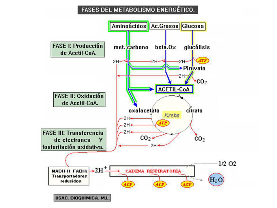 I- Cuestionario reflexivo (Introducción al Metabolismo) - Página 2 Slide_2