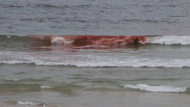 Mar de las playas de Australia Se tiñen color rojo sangre Dh_algae-20121127125306659664-620x349