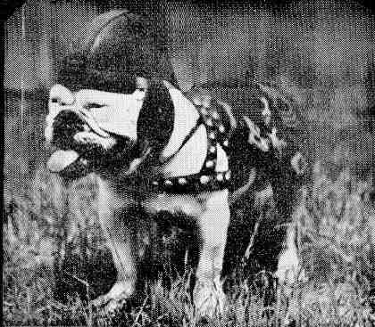 Le bulldog de l'USMC : Histoire d'un symbole  USMC_0