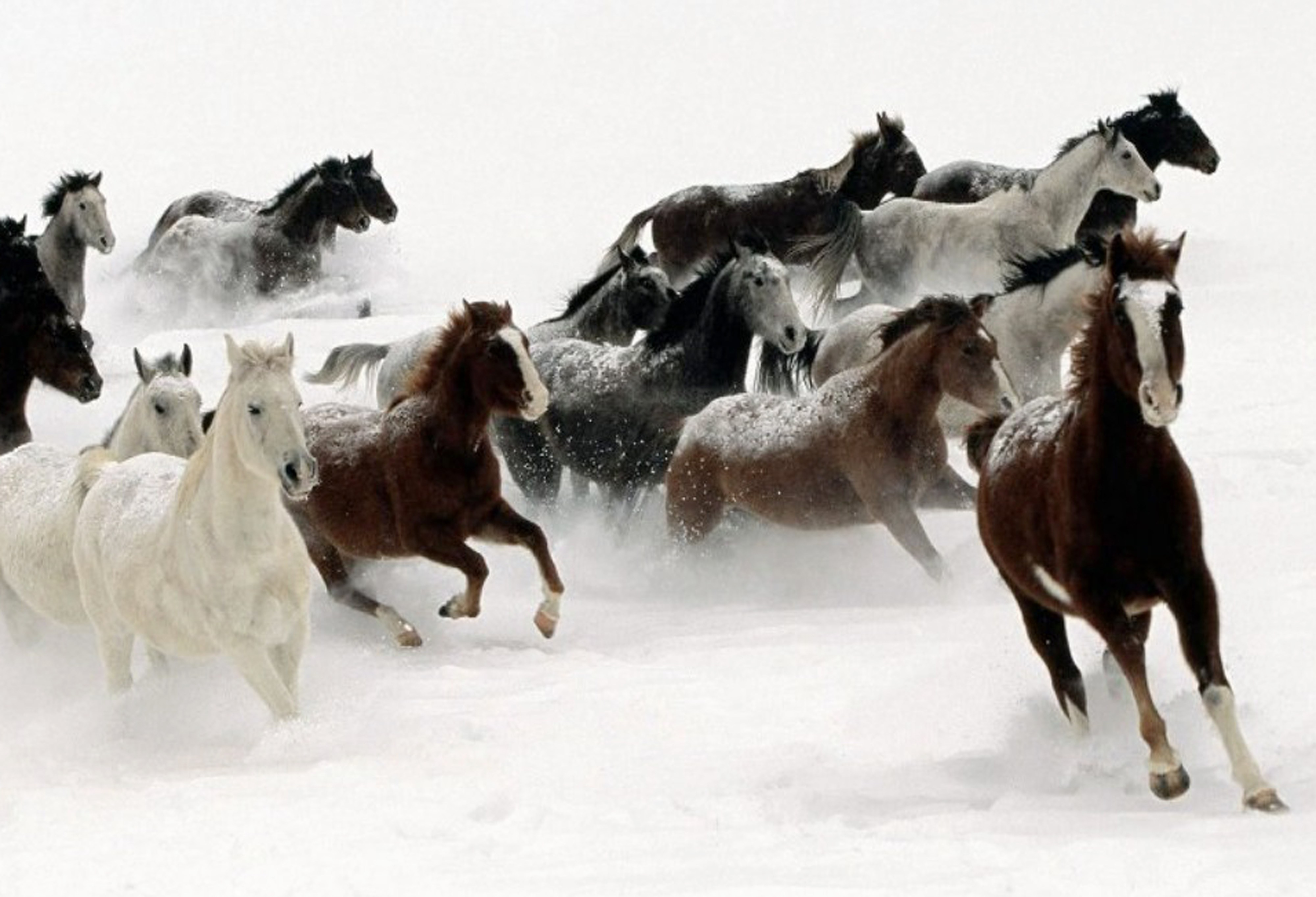 Mes Images... Mon Calendrier :D Chevaux-dans-la-neige.73400