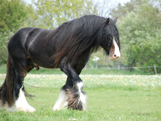 ı ça m'a fait penser à toi ı - Page 36 Shire%20Horse%20Hengst