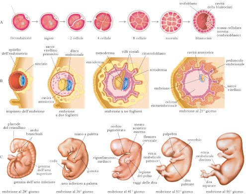 Diritti sul corpo ed aborto (ponendo come ipotesi che embrione/feto=persona) Embriogenesi_fig_vol1_029820_001