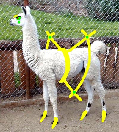 What Do You Think Arceus is Based After? 400px-Arceusllama