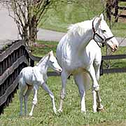 Photos pouliche blanche 2002-04-11-inside-white-foal