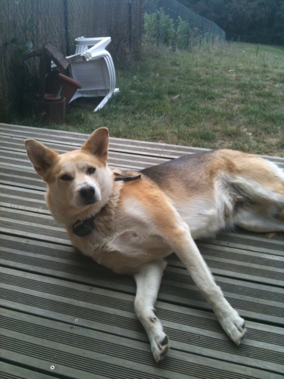 FLOPPY - x ba/husky 8 ans - sa fa ne peut plus la garder  (31) Nicole128967743499_gros