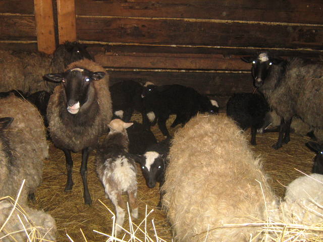 Содержание овец и баранов 3940419_m