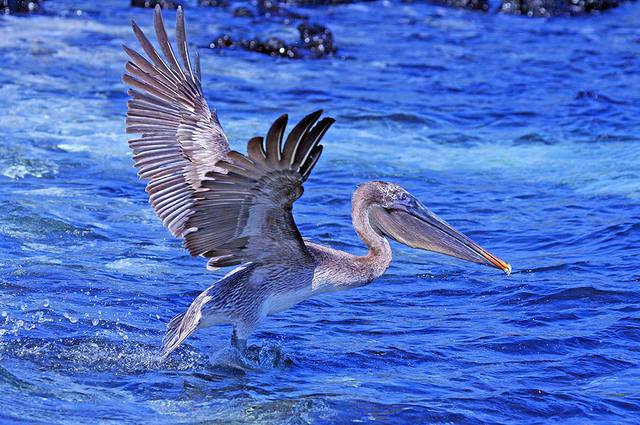 Galapagos 11087871_m