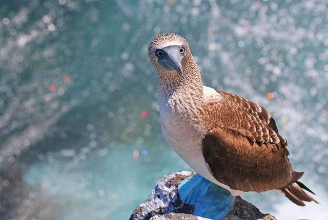 Galapagos 11087872_m