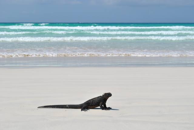 Galapagos - Page 2 11087965_m