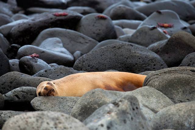 Galapagos - Page 3 11088127_m