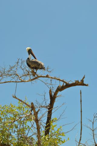 Galapagos - Page 3 11088182_m