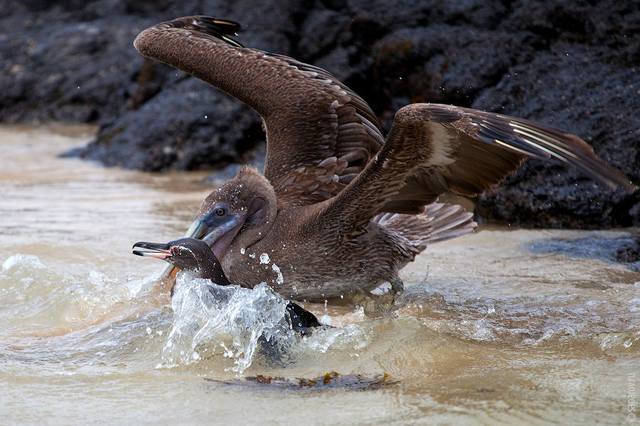 Galapagos - Page 3 11088187_m