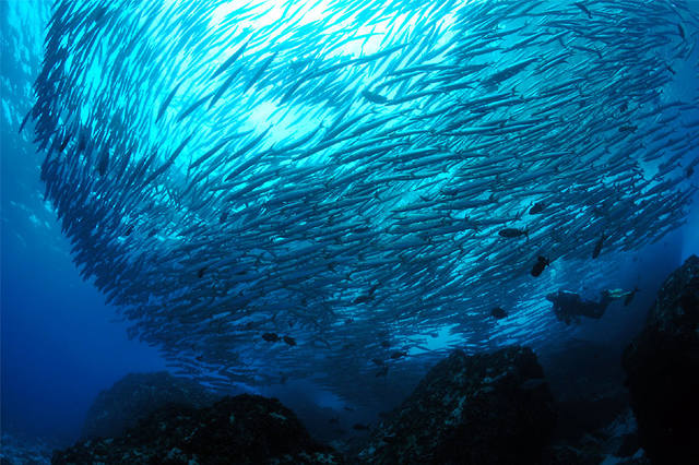 Ostrvo Malpelo 11099733_m