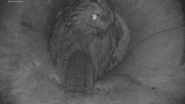 Estonian Tawny Owl Webcam 2017-2018 - Page 2 21269793_m