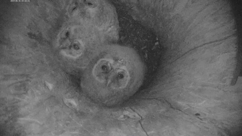 Big Bear Bald Eagle Nest Cam 26537597_m