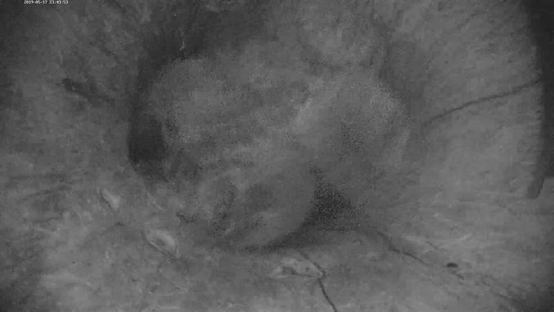 Estonian Tawny Owl Webcam 2017-2018 - Page 2 26571195_m