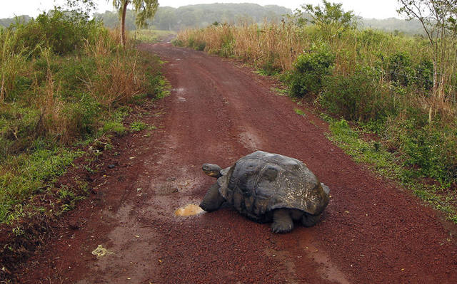 Galapagos - Page 4 34824797_m