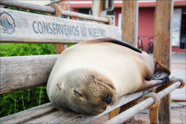 Galapagos - Page 4 34824804_m