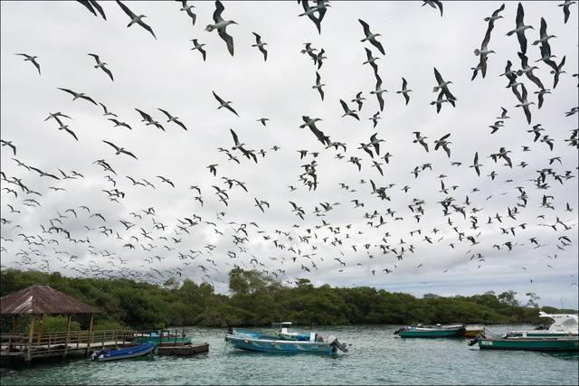 Galapagos - Page 4 34824805_m