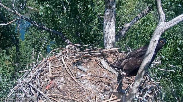 Redding, CA Bald Eagle Cam 34851872_m