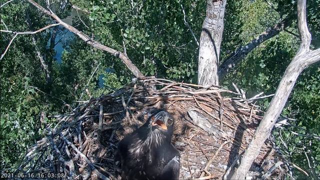 Redding, CA Bald Eagle Cam 34851873_m